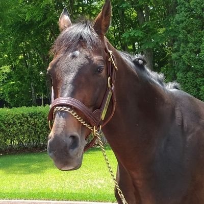 名もなき馬 @GLXk2 , Twitter Profile - twstalker.com