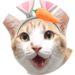 保護団体リトルキャッツさんに保護され、猫縁(ねこえん)という保護猫カフェで沢山の人に愛情を注がれたのち、わたし達夫婦の家族となった「兄弟猫のトモとユウ」の元気で可愛らしい日常の姿をツイートしてます。●ブログ:https://t.co/c4KtxoOYMB