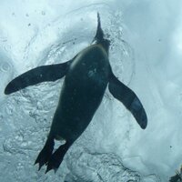 こゆき (@kyk_kin) 's Twitter Profile