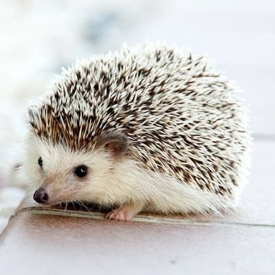 distillation_k's profile picture. 『人間の善性のヲタク』と人に言われたことがあります
音楽のこと→@distillation_m