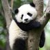 Panda (@pandafraggle) Twitter profile photo Panda (@pandafraggle) Twitter profile photo