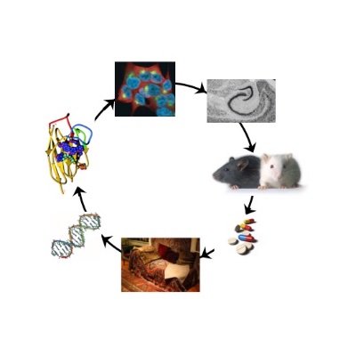 replication is key-how development, prions, viruses, disturbed cell proteostasis cause brain/memory/mental/social disorders, schizophrenia. Biomarker and drugs.