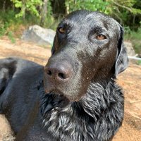 Eddie Meduza 🇸🇪🐶🇮🇱🐶🇺🇦 (@annemarienilss4) 's Twitter Profile