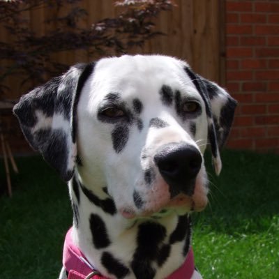 I’m a @Bristol_ARC rescue dalmatian, now living with hoomans in Wales 🏴󠁧󠁢󠁷󠁬󠁳󠁿 Corporal in #ZSHQ