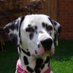 Emma the Dalmatian (@emmadalmatian) Twitter profile photo Emma the Dalmatian (@emmadalmatian) Twitter profile photo