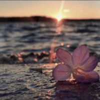 تغاريد🤍 (@s33sssss) 's Twitter Profile