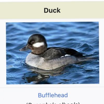 I’m a duck