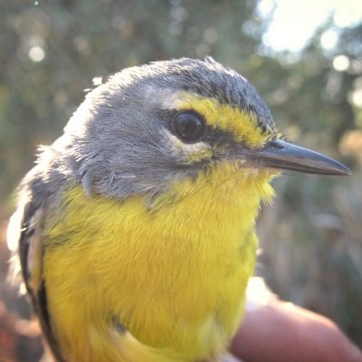 David Logue's lab at the University of Lethbridge. We study vocal interaction, signal repertoires, and song performance in tropical songbirds.