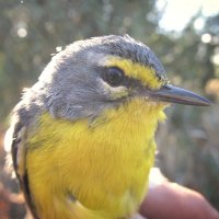 BirdSongLab(@BirdSongLab) 's Twitter Profile Photo