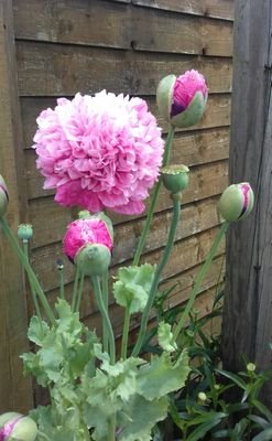 RitaDav39509775's profile picture. Compassionate, creative, mother, friend, green socialist.
#ToriesOut #SaveOurNHS
#BorisHasFailedTheNation
#BrexitShambles