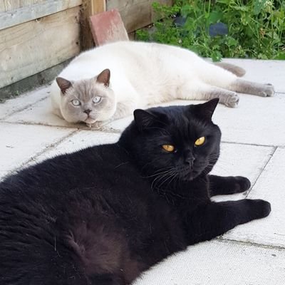 My name is Loki and I'm a british shorthair lilac colourpoint male and I'm 5 years old. I love to play, sleep and eat! features baby brother Koda 🖤💙