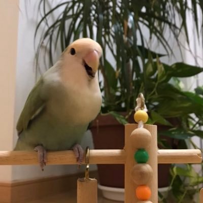 #セキセイインコ のキキちゃん♀と #コザクラインコ のココちゃん♂と #トイプードル のララ ♂ と楽しくすごしています♪( ´θ`)ノ🐶🐦🐤✨✨✨❤️❤️❤️
