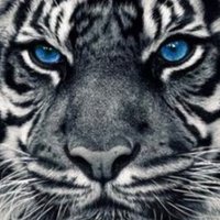 Newton High School (@newtontigers1) 's Twitter Profile