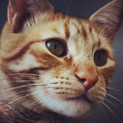nais's profile picture. Wife of a wife, geek, gamer, atheist, Amazigh, media junkie. Vive l'Amérique and long live France.

(Opinions and tweets are my own.)