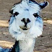 Hi, I'm Tony Stark and Pepper Potts' alpaca Gerald and goji berries are my favorite food.