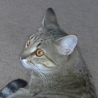 ₴₱ł₭Ɇ (@spikey_buddy) 's Twitter Profile