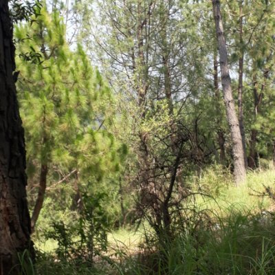 SamdaniSatti's profile picture. 