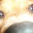 Flopies98's profile image