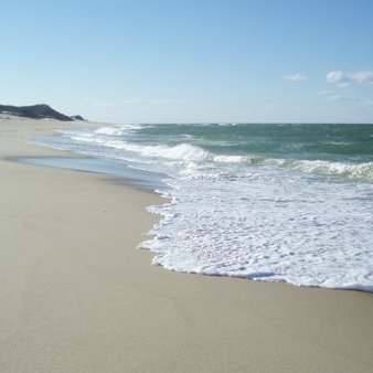 Cape Cod Shark and Seal Awareness