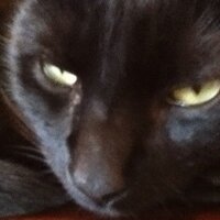 d3lu5ion (@d3lu5ion) 's Twitter Profile