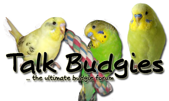 talkbudgies's profile picture. Talk Budgies is one of the most active budgie forums around! Why not join us to find out what's happening on http://t.co/le9Rs91mHO!