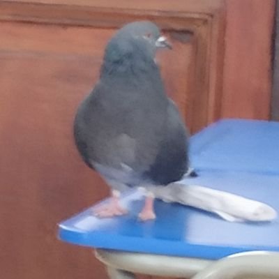 bastiboy7's profile picture. shishi gang