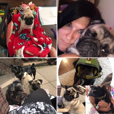 I’m a Pug Mum and me and my brothers Chug and Shug, enjoy adventures, playing, treats, our Hoomans,finding food and sleeping. Lots of Puggy fun together. 🐶🐶🐶