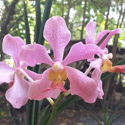 ChingDgpi's profile picture. 