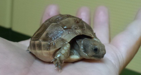 pomeraman's profile picture. 生き物大好き！主にカメと魚釣りについてつぶやきます。現在、各種リクガメが我が家で繁殖中。釣りは、ヘラブナとクロダイとジギングが中心。その他、スキューバダイビング、バードウォッチング、熱帯魚飼育。日本野鳥の会会員。ＷＷＦ（世界自然保護基金）会員。