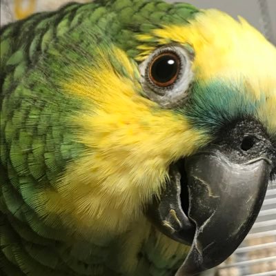 アオruriさんのプロフィール画像