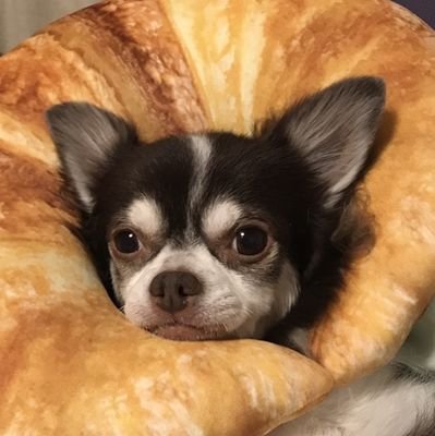 joychihuahua Profile Picture