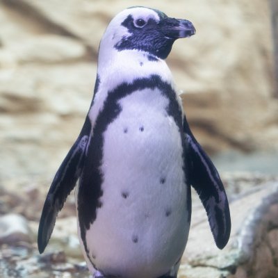 Five year old African penguin waddler in my colony ❤️🐧, Named after Elmer's Glue 🥚, Your daily dose of cuteness, Come visit me at @AudubonNature Aquarium!