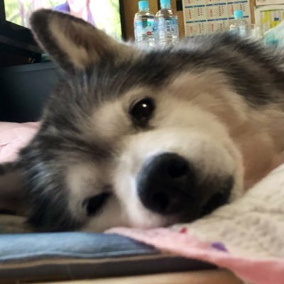 Kurowan Husky お出迎えが盛大すぎるハスキー犬ミント