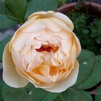 Jane Smith (@janeheronsmith) 's Twitter Profile