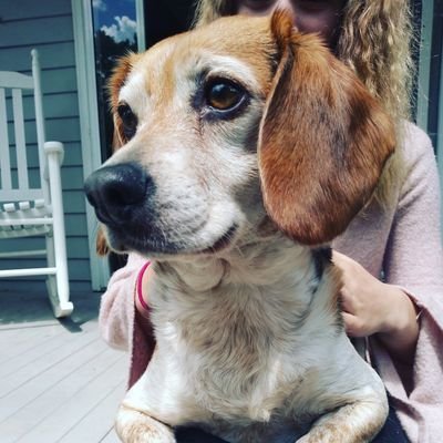 Bub is a four year old beagle with attitude