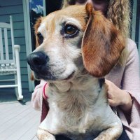 Bubbie the Beagle (@bubbiebeagle) 's Twitter Profile