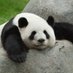 Magical Panda Festival (@magicpandafest) Twitter profile photo Magical Panda Festival (@magicpandafest) Twitter profile photo