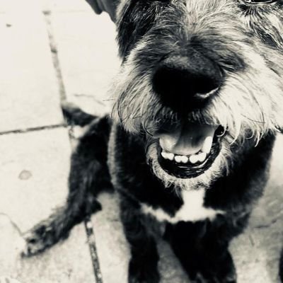 Twitch Streamer, FibroStreamer, Animal Lover, Gamer, former CeXpert, general awesomeness in a bearded frame