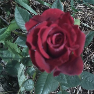 DtyaPsaw81leyPV's profile picture. Заметки о жизни в загородном доме