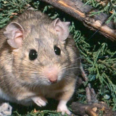 Our research focuses on understanding how small mammals overcome challenges related to diet and disease using both ecological and molecular approaches.