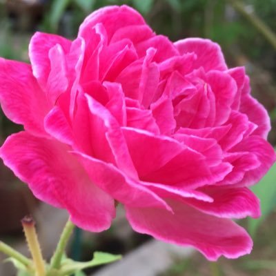 ZakariaRosmah's profile picture. 