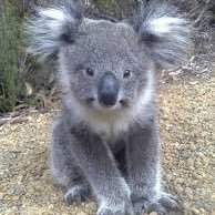 Hairy Koala