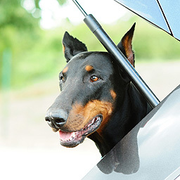 DogGuards4Cars's profile picture. Providing information about dog guards for cars and dog car safety. Keep you pet puppy safe behind the wheels!