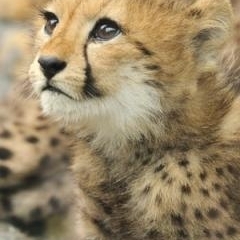 jubatus_jp's profile picture. つぶやきは途絶えていますが、連絡いただければ繋がるようにはなっています。