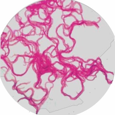 acidfast_za's profile picture. Bringing the Western Cape Mycobacteria community together 
#AcidFastZA