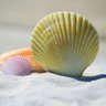 Shellz1801's profile picture. 