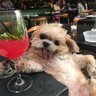 Eldoge3's profile picture. Facciamo rinascere questo paese come una fenice dalle sue ceneri.