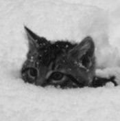 373_sach's profile picture. ~~~