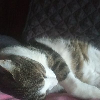 je poste des photos de mon chat ....entrain de dormir
si vous voulez faire un don de croquette : https://t.co/l4fLNDOD6J