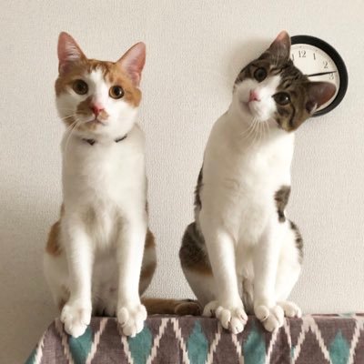 モップチさんのプロフィール画像